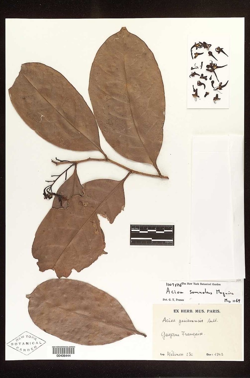 Acioa somnolens photo 2