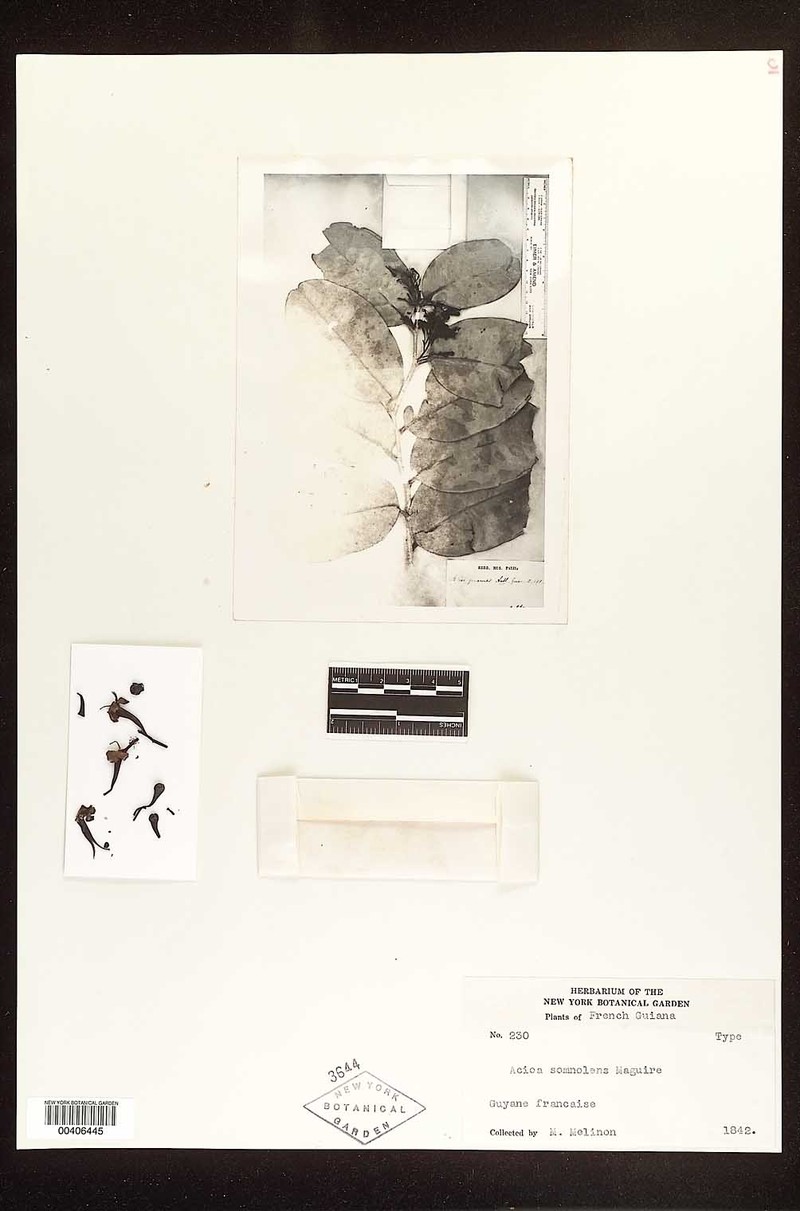 Acioa somnolens photo 3