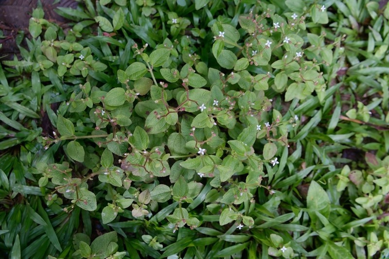 Aciotis acuminifolia photo 2
