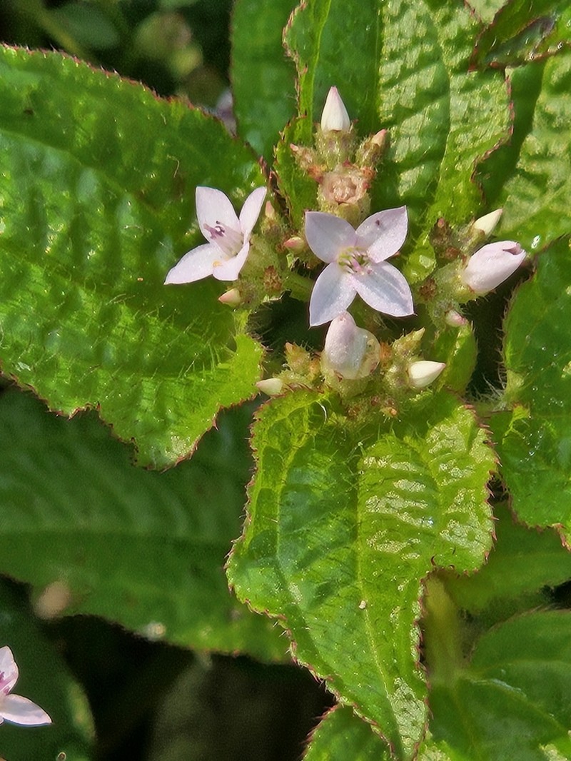 Aciotis acuminifolia photo 3
