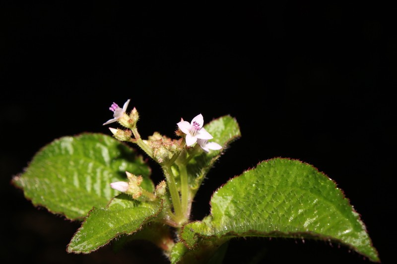 Aciotis acuminifolia photo 4