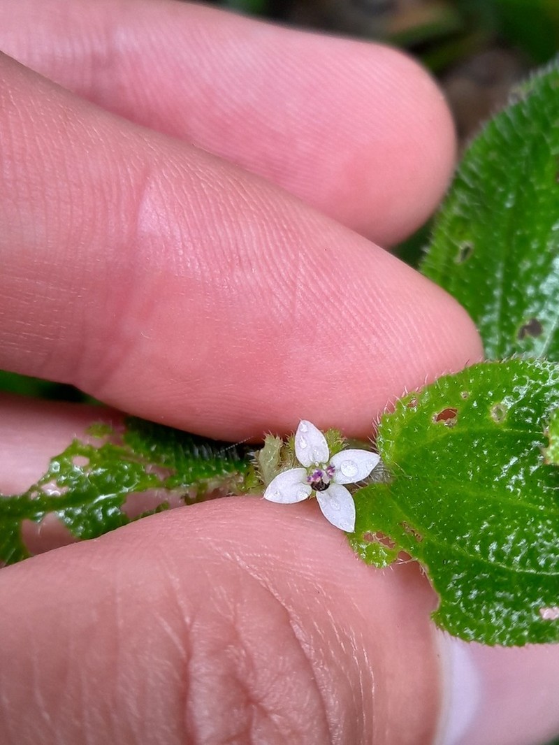 Aciotis acuminifolia photo 5