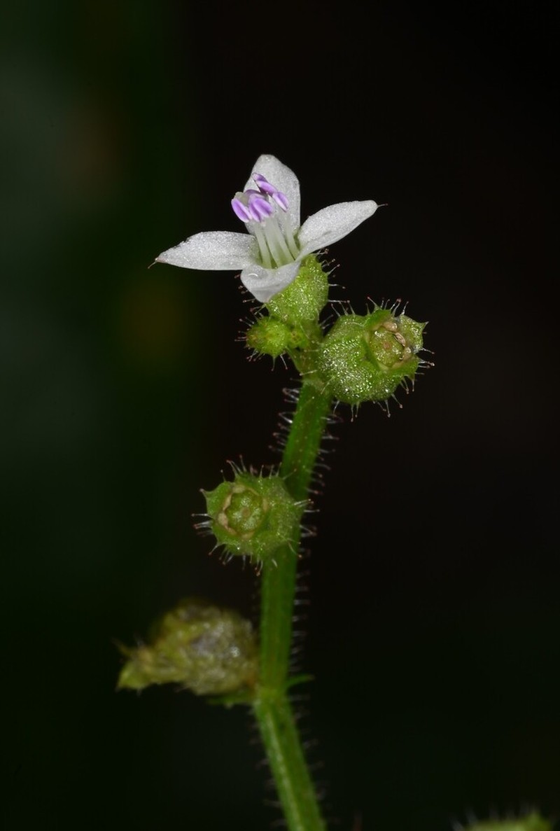 Aciotis acuminifolia photo 6