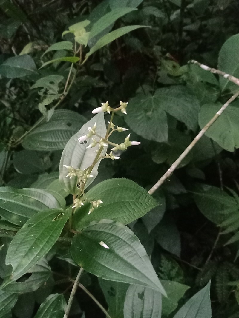 Aciotis acuminifolia photo 7