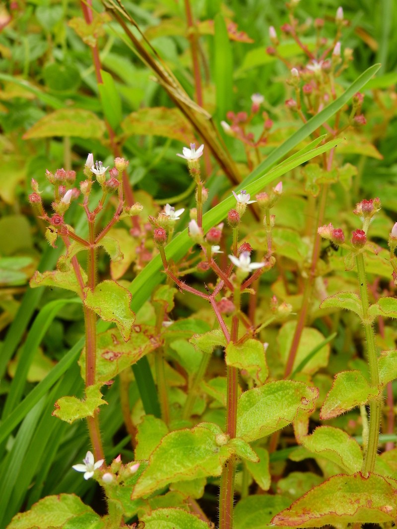 Aciotis acuminifolia photo 8