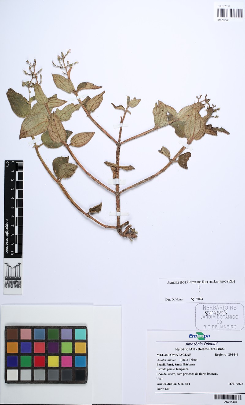 Aciotis annua photo 2