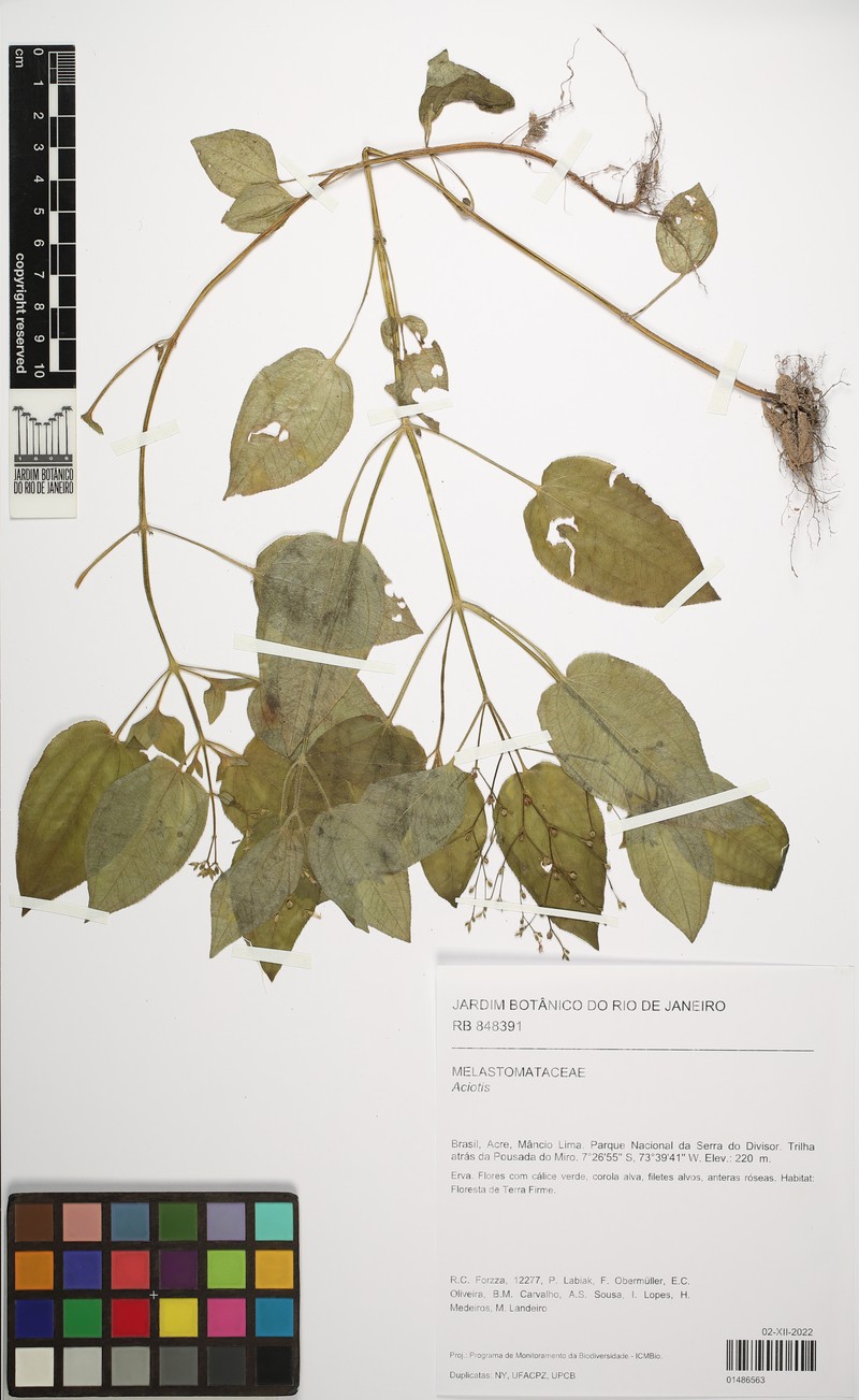 Aciotis annua photo 3