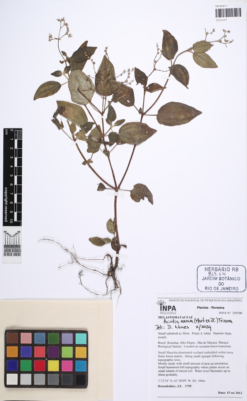 Aciotis annua photo 4