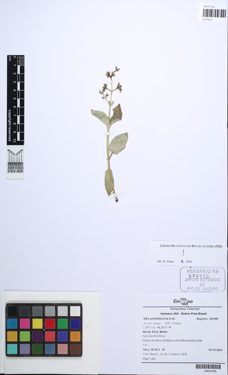 Aciotis annua photo 5