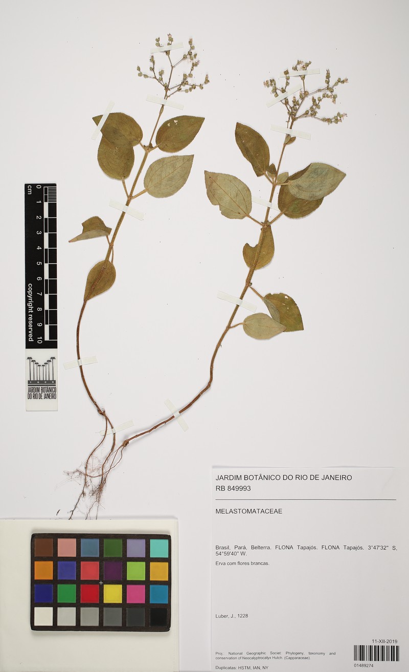 Aciotis annua photo 6