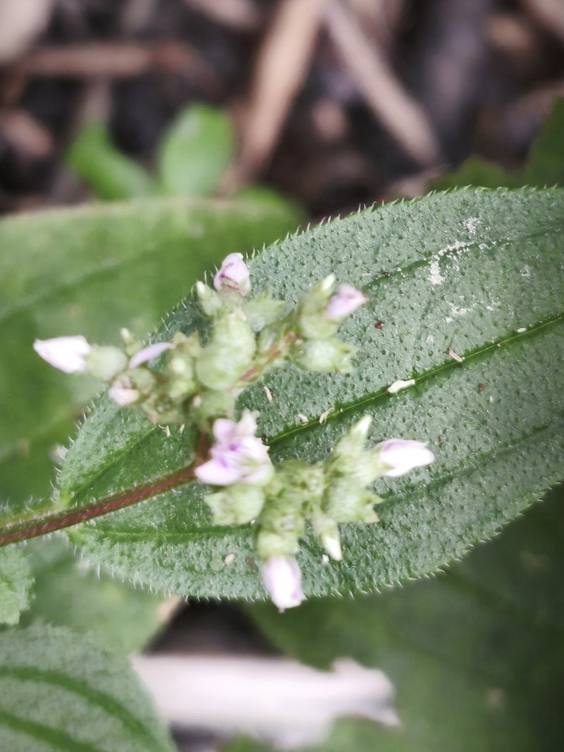 Aciotis annua