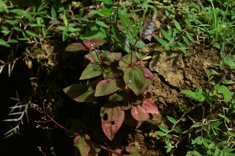 Aciotis annua photo 7