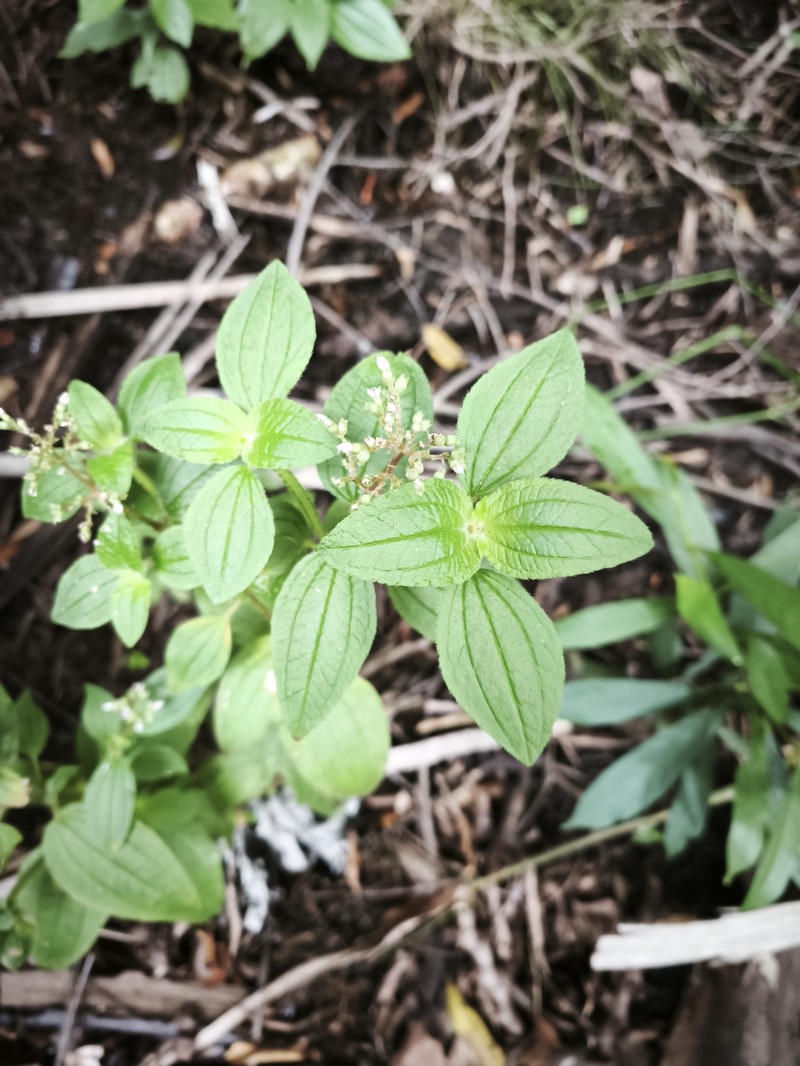 Aciotis annua photo 8