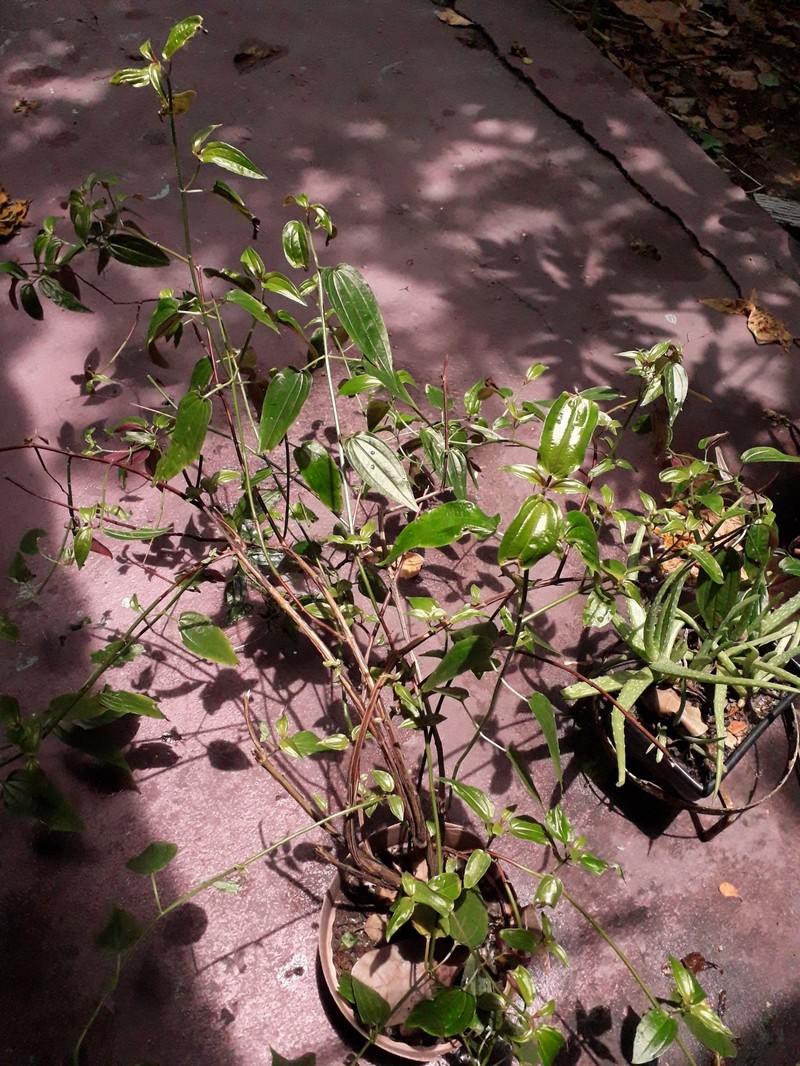 Aciotis circaeifolia photo 2