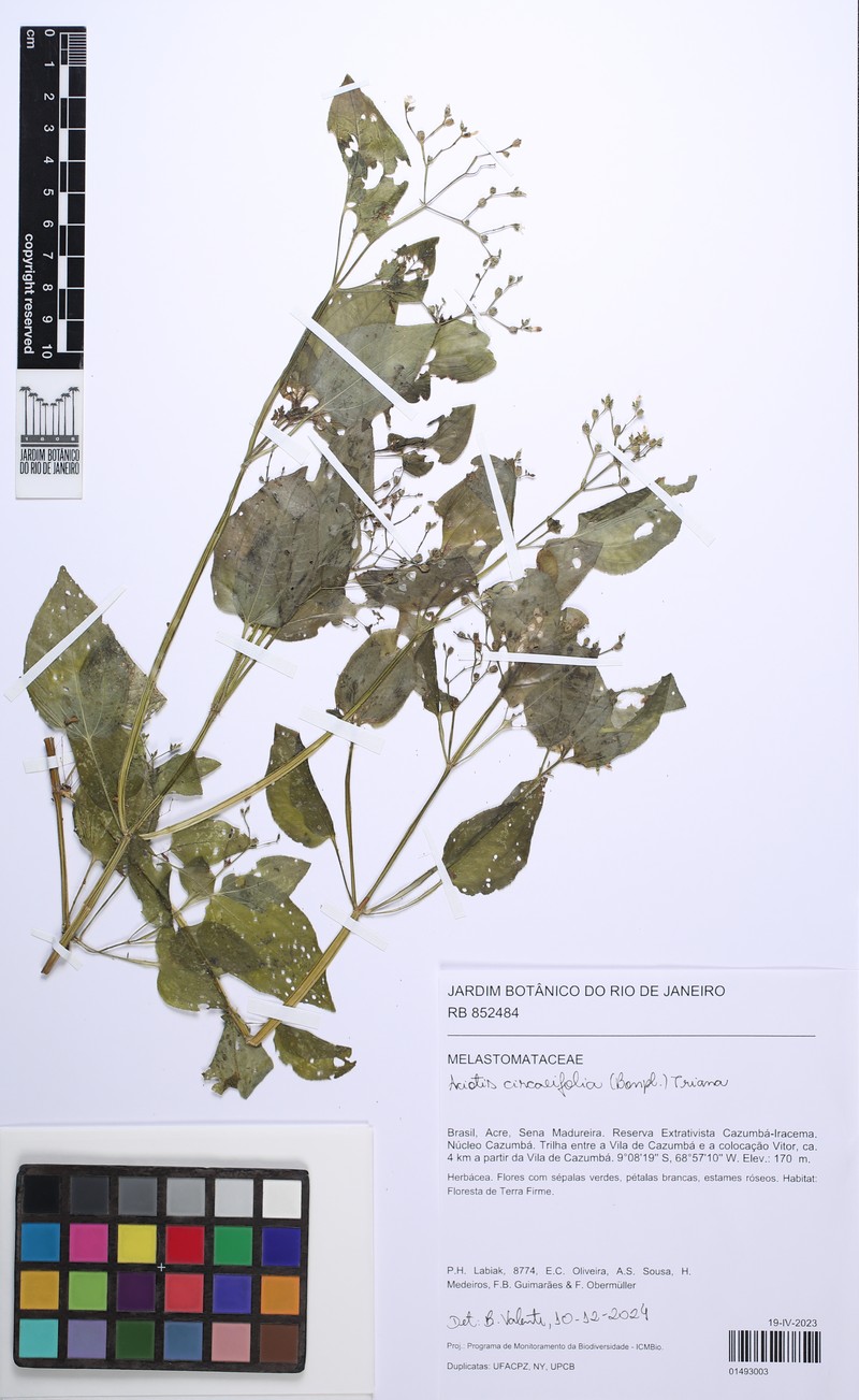 Aciotis circaeifolia photo 3