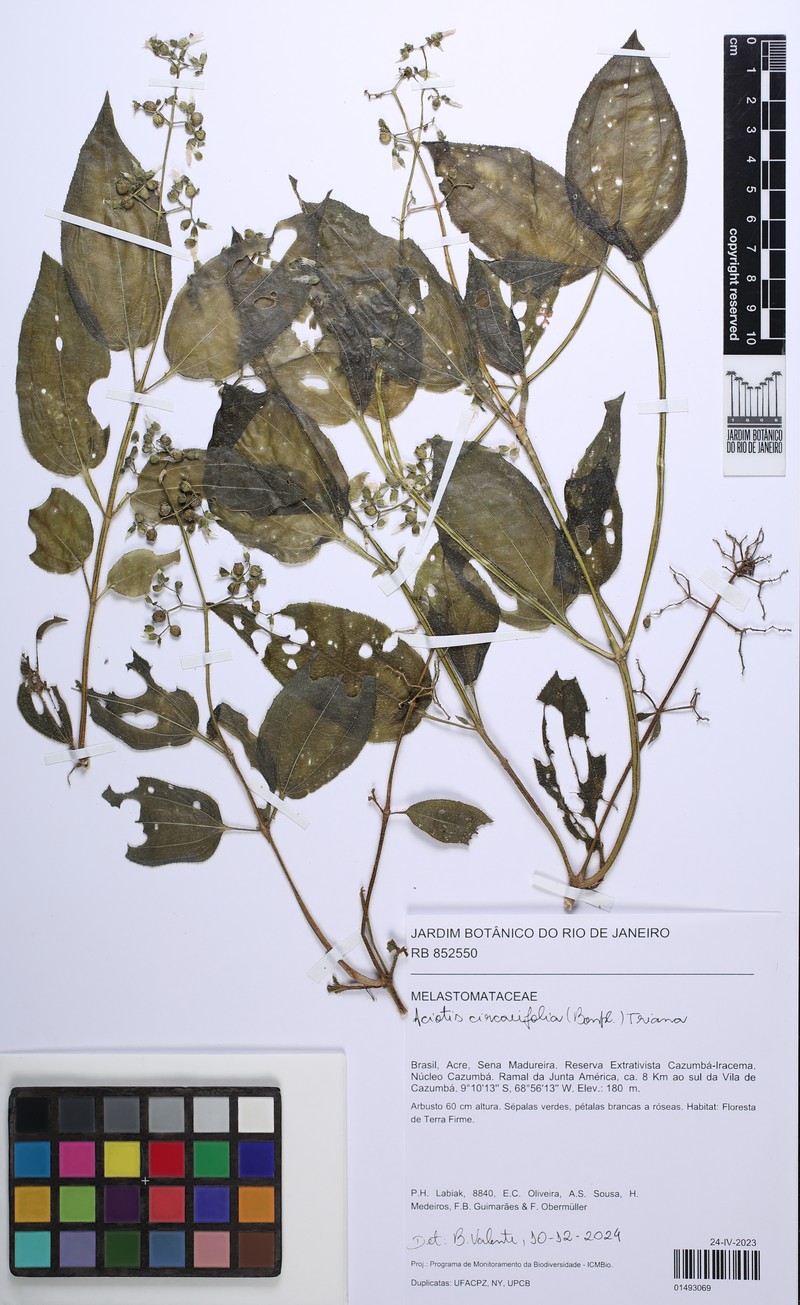 Aciotis circaeifolia photo 4