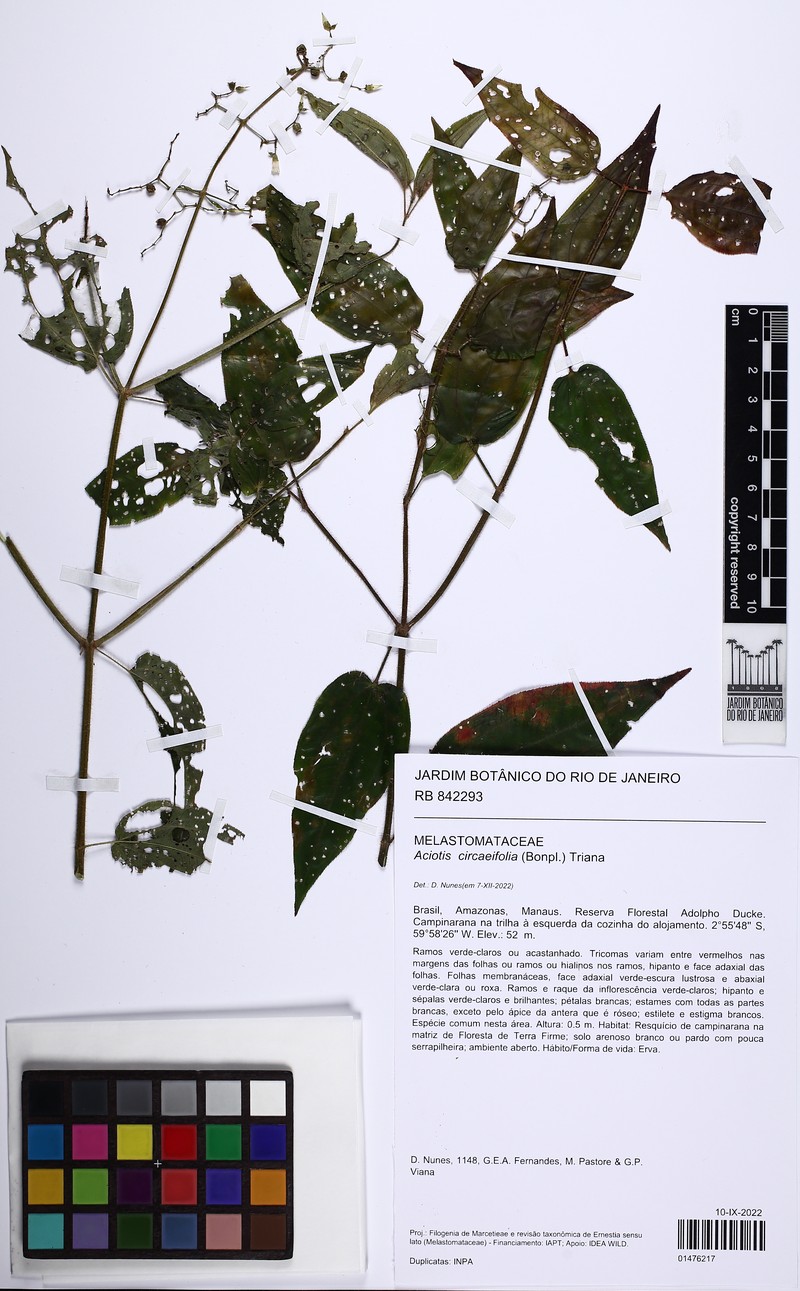 Aciotis circaeifolia photo 5