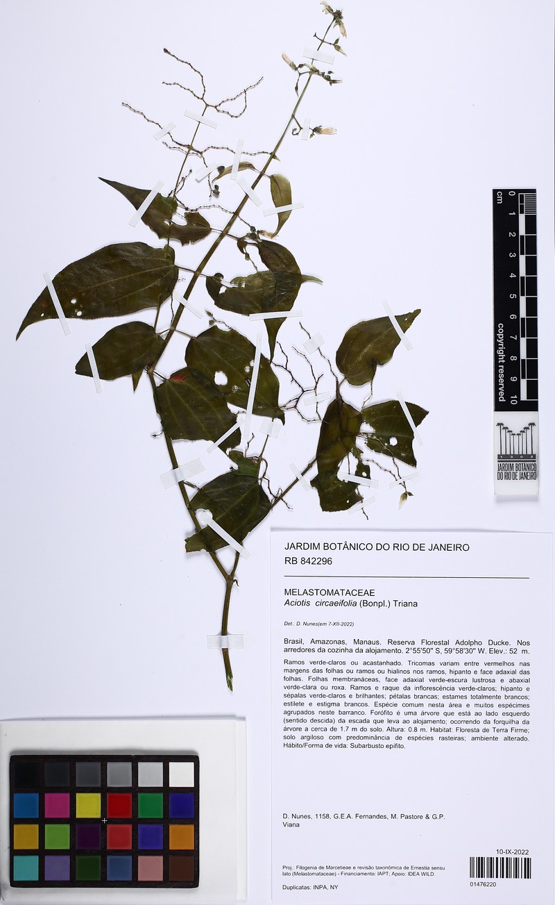 Aciotis circaeifolia photo 6