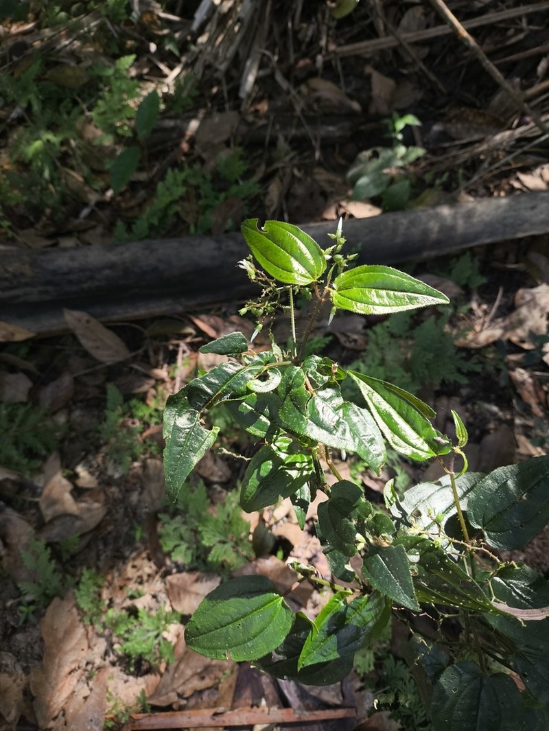 Aciotis circaeifolia photo 7
