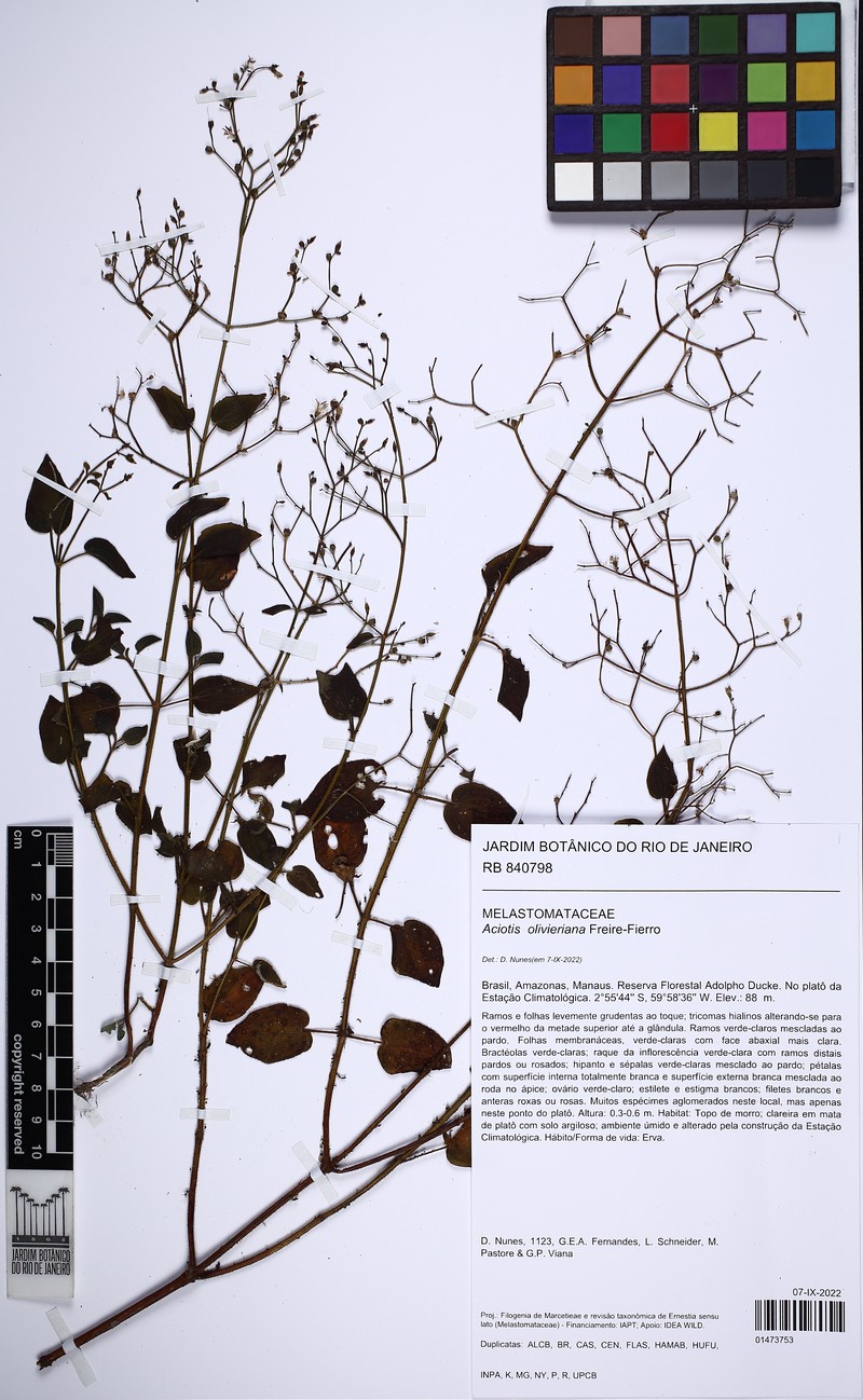 Aciotis olivieriana