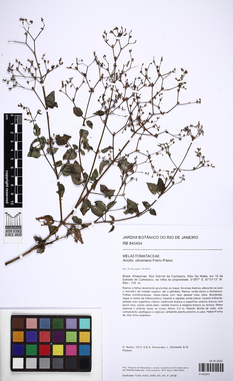 Aciotis olivieriana photo 2