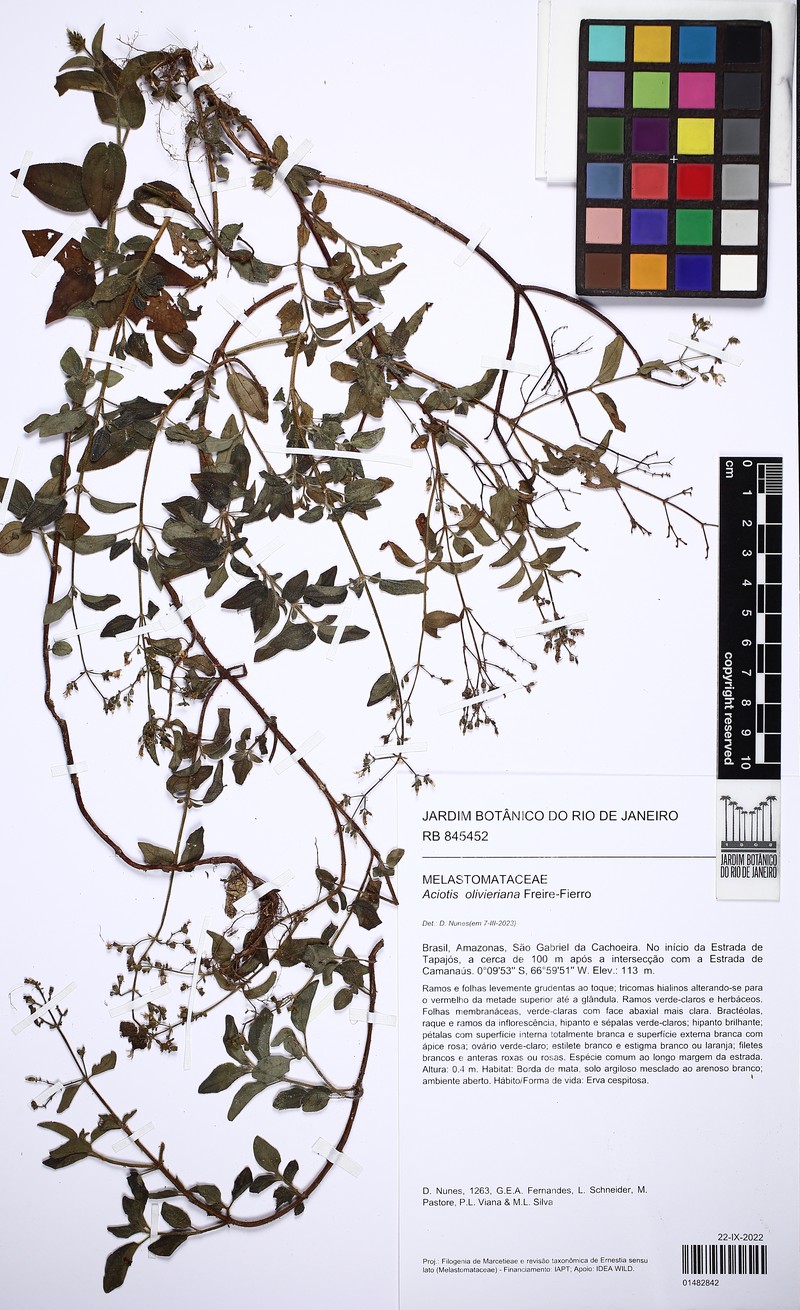 Aciotis olivieriana photo 3