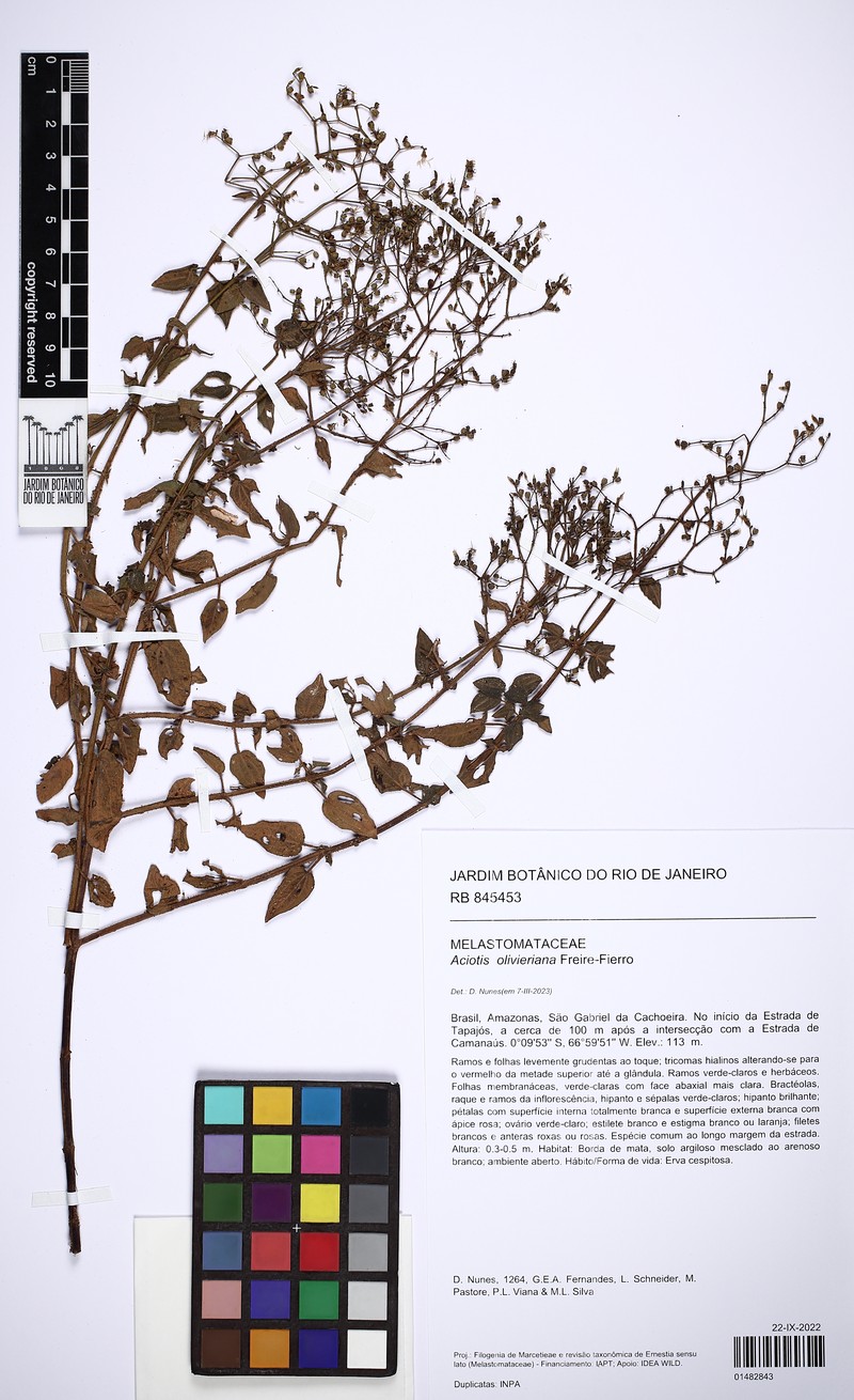 Aciotis olivieriana photo 4