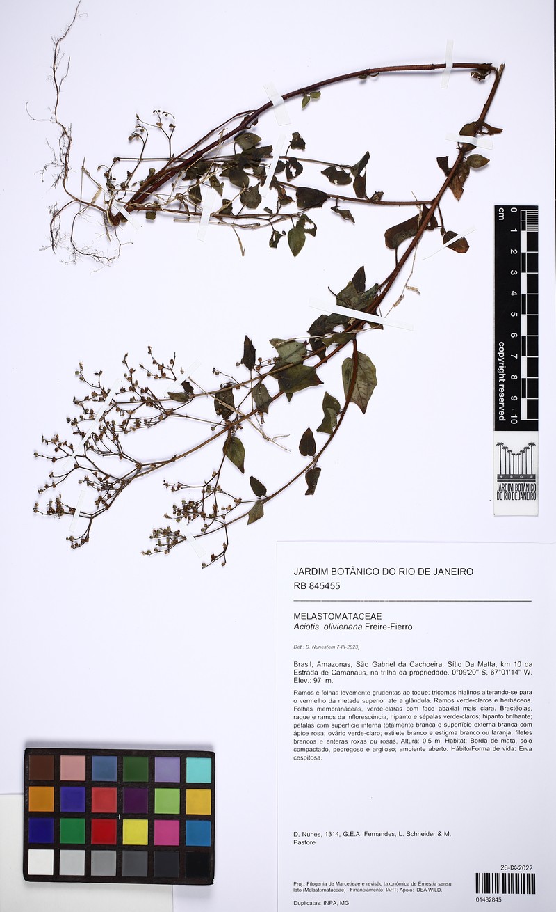 Aciotis olivieriana photo 5