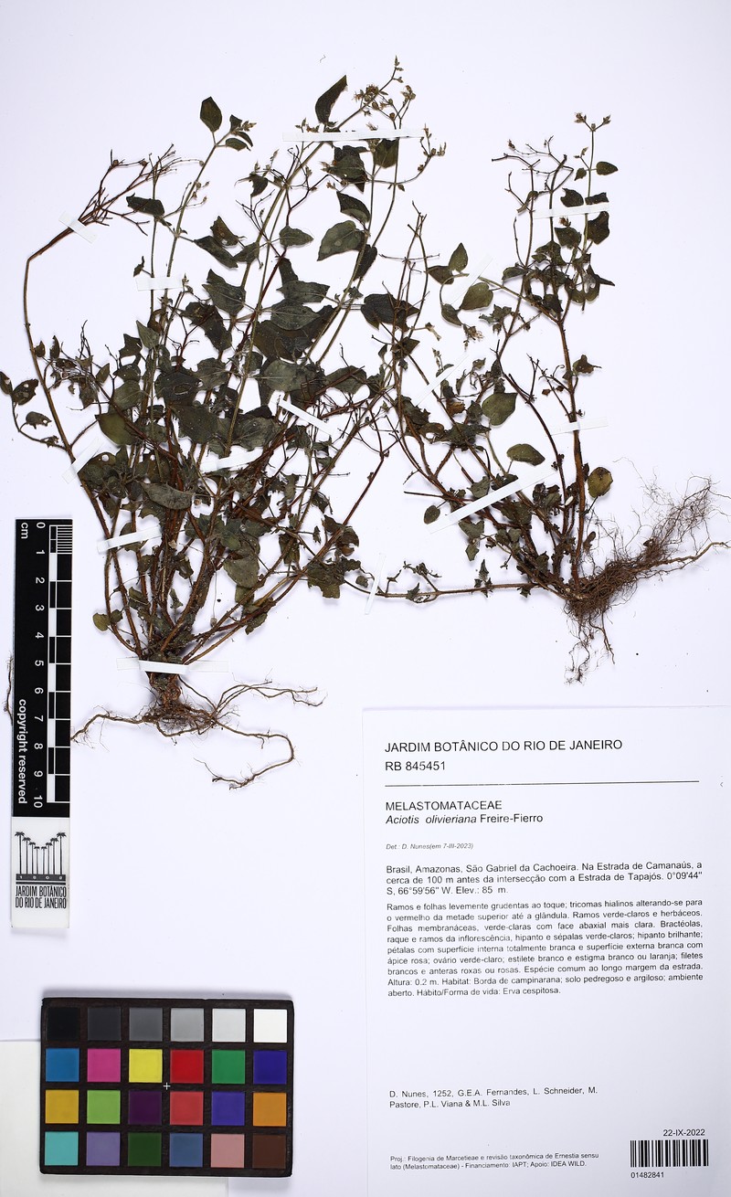 Aciotis olivieriana photo 6