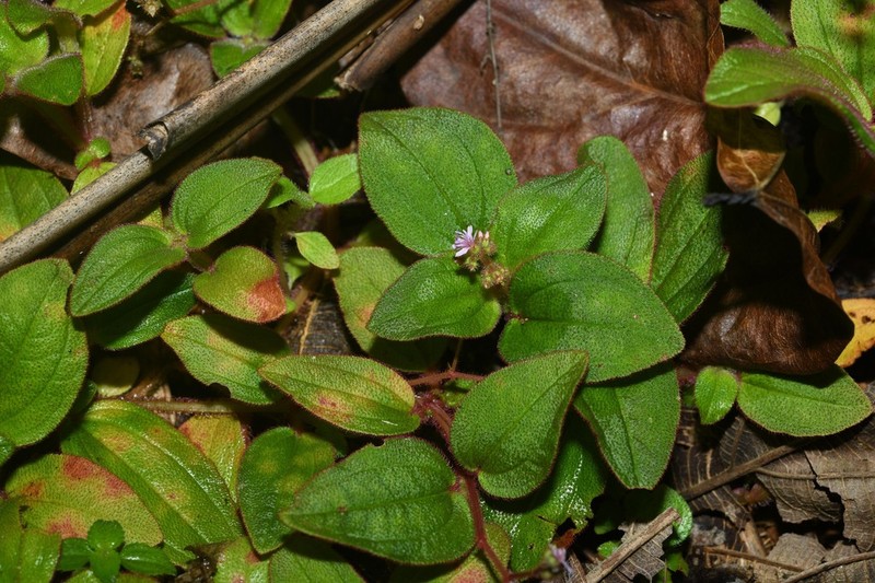 Aciotis ornata photo 2