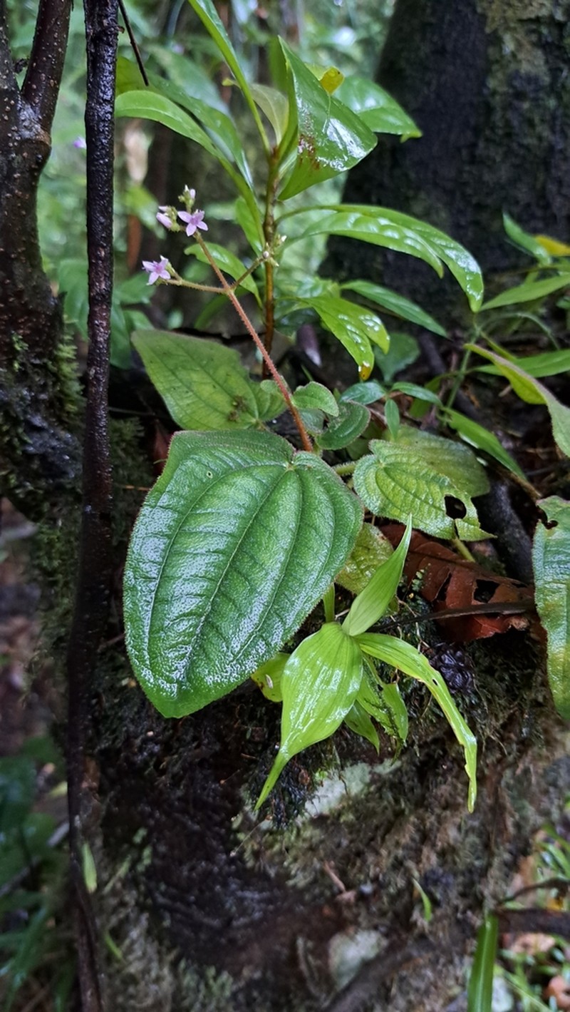 Aciotis ornata photo 3