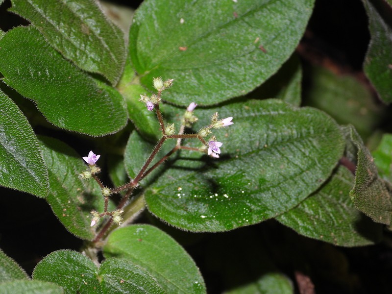 Aciotis ornata photo 4