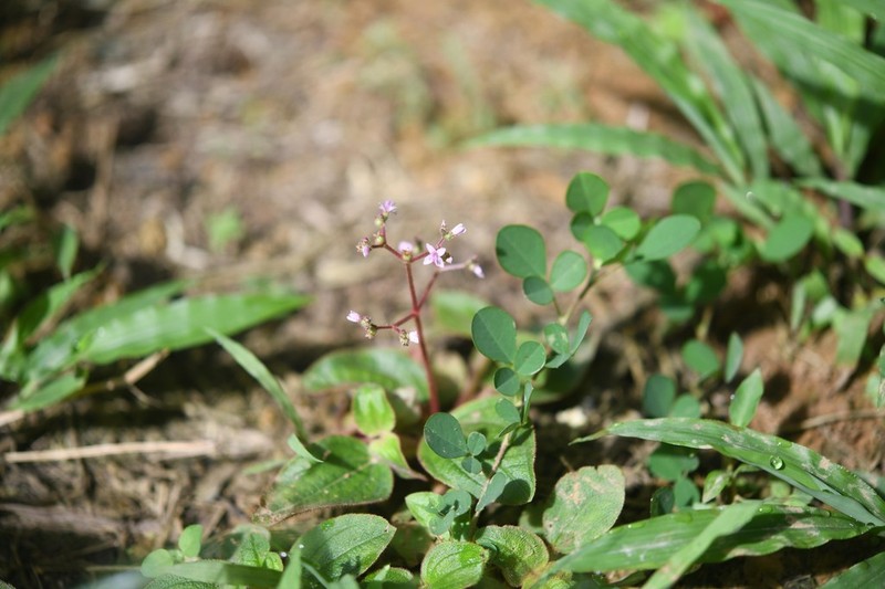 Aciotis ornata photo 8