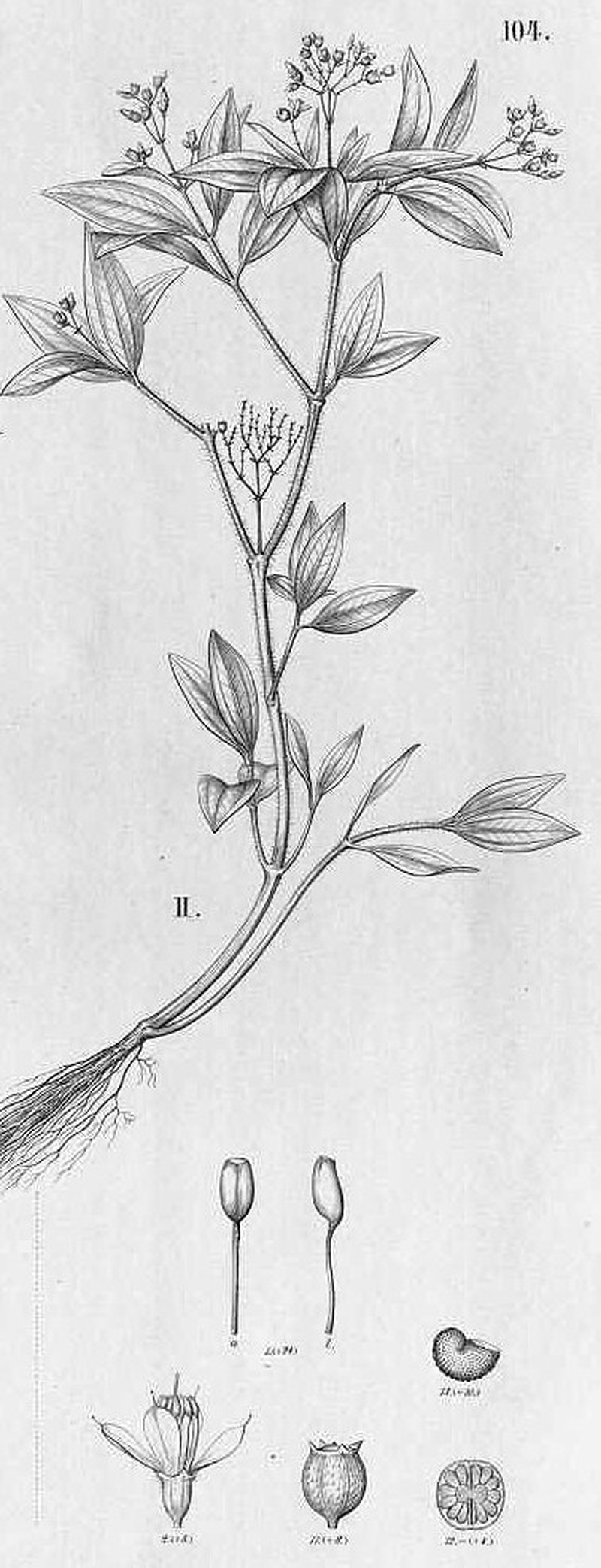 Aciotis paludosa