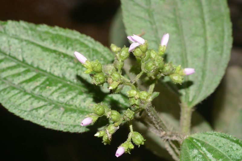 Aciotis paludosa photo 2