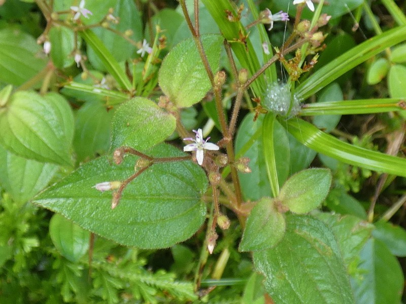 Aciotis polystachya photo 2