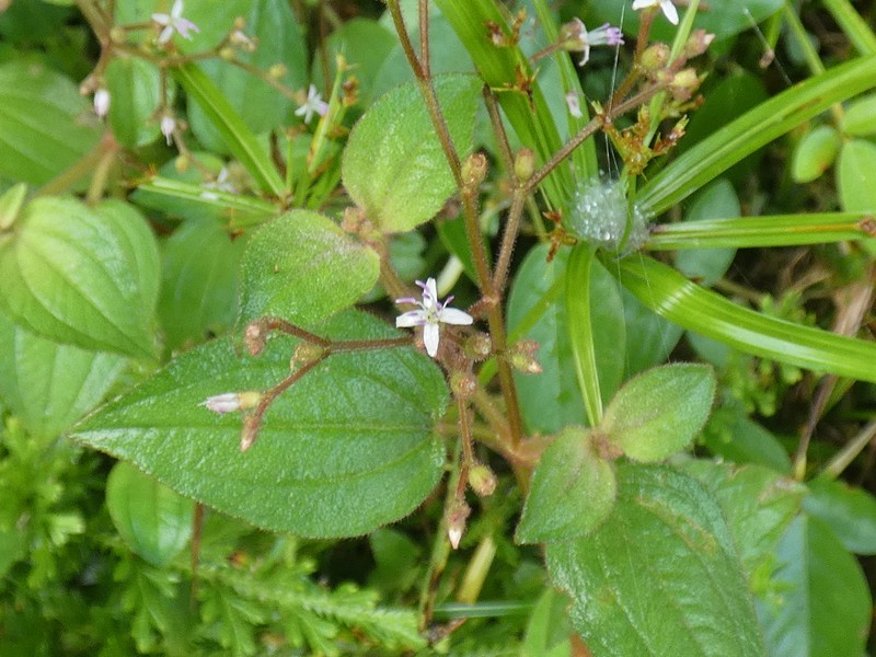 Aciotis polystachya photo 3