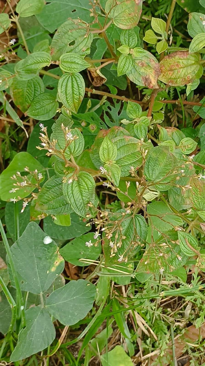 Aciotis polystachya photo 4