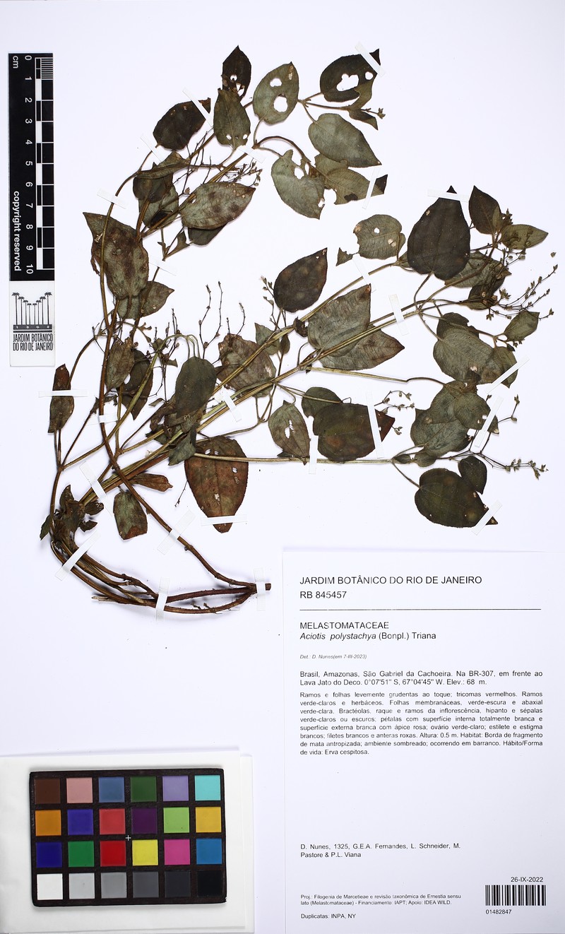 Aciotis polystachya photo 5