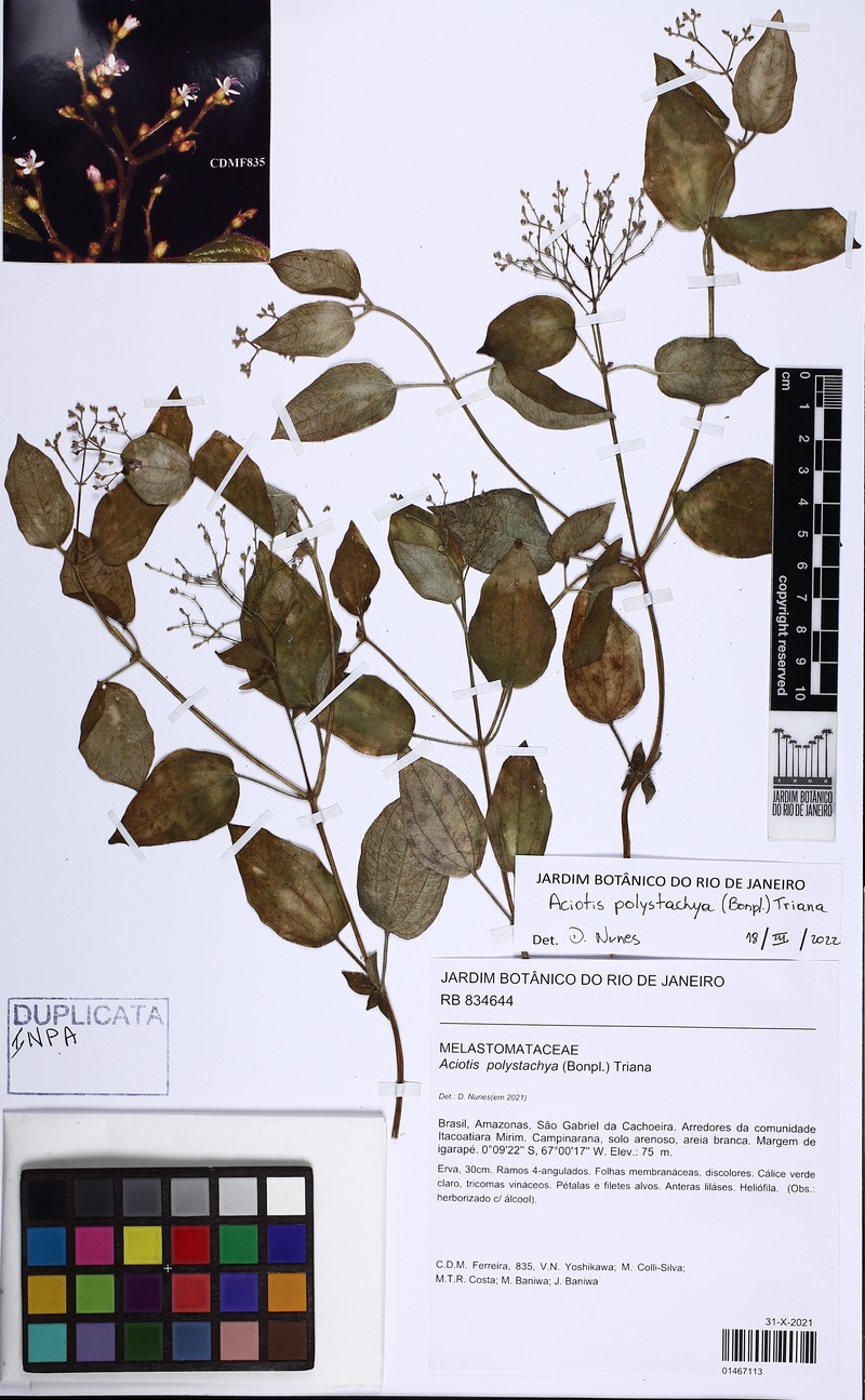 Aciotis polystachya photo 6