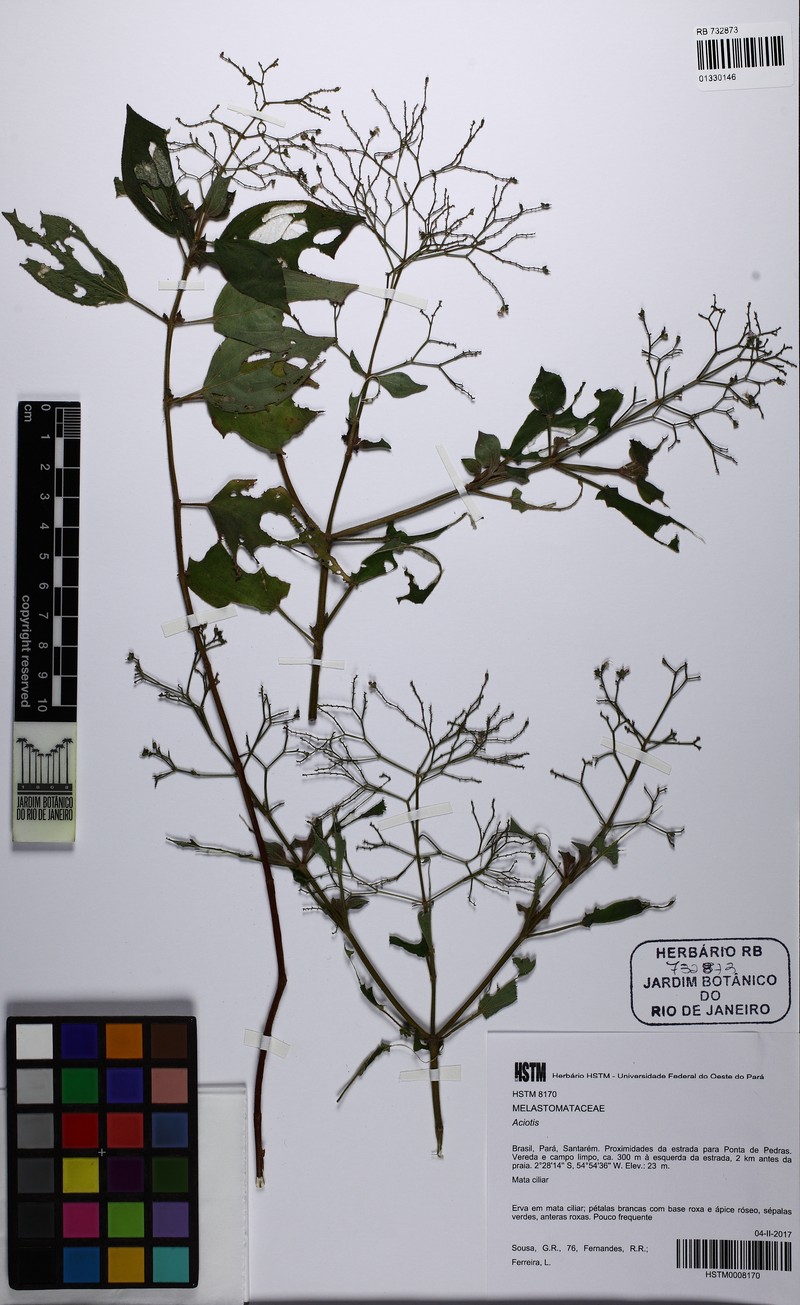 Aciotis polystachya photo 7
