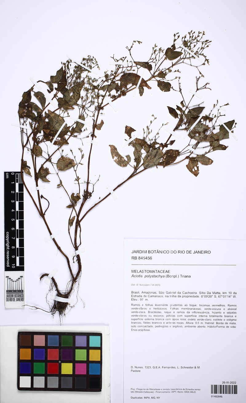 Aciotis polystachya photo 8