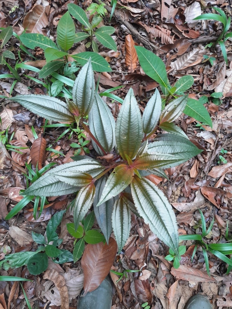 Aciotis purpurascens