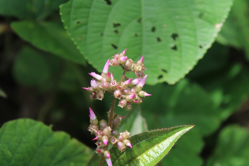 Aciotis purpurascens photo 2
