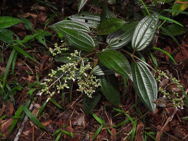 Aciotis purpurascens photo 3