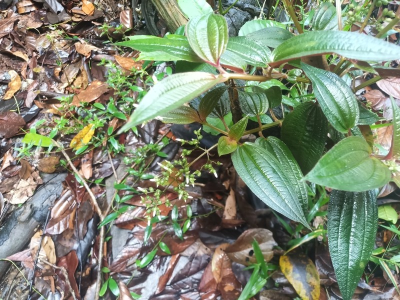 Aciotis purpurascens photo 4