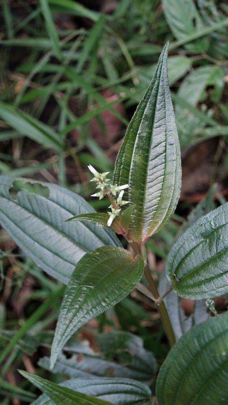 Aciotis purpurascens photo 5