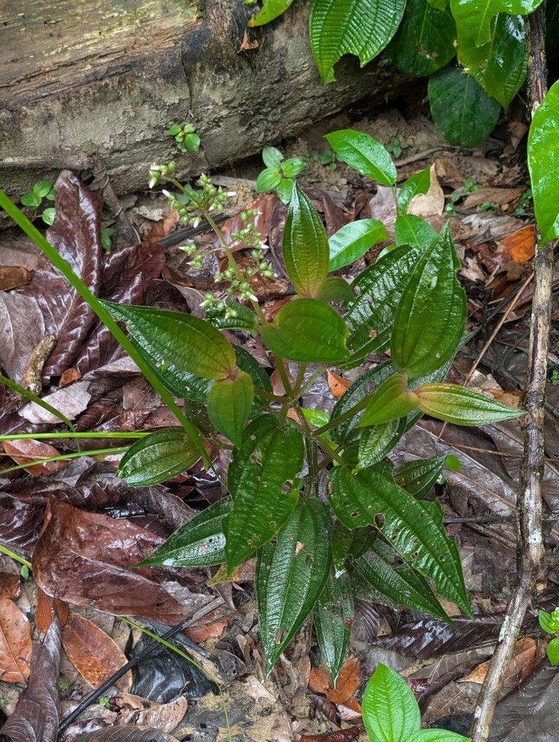 Aciotis purpurascens photo 6