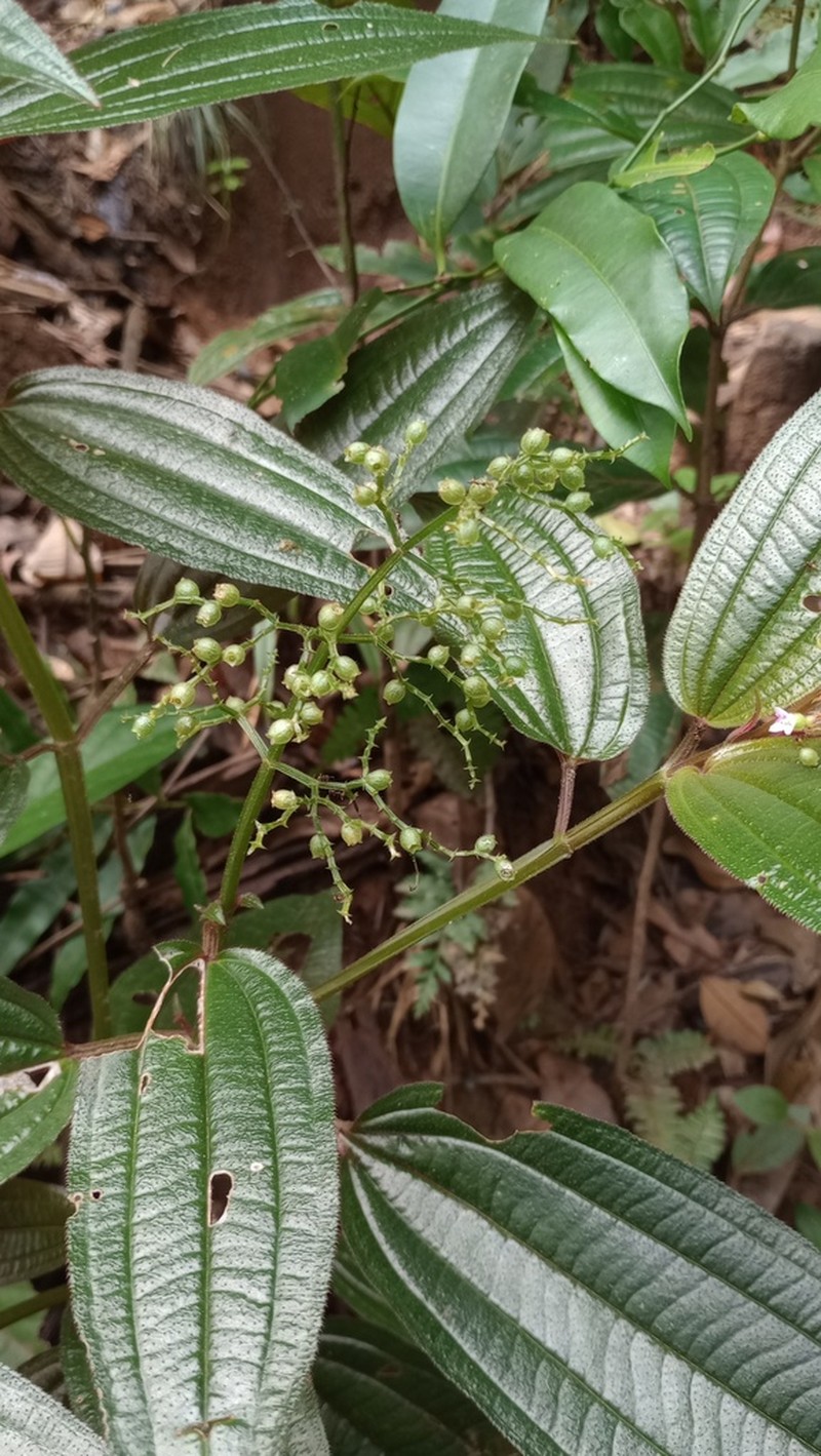 Aciotis purpurascens photo 7
