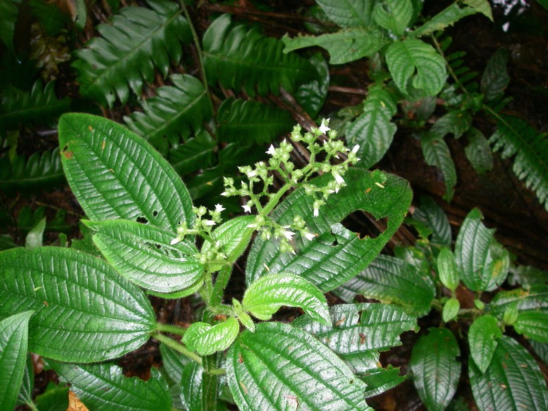 Aciotis rubricaulis photo 2